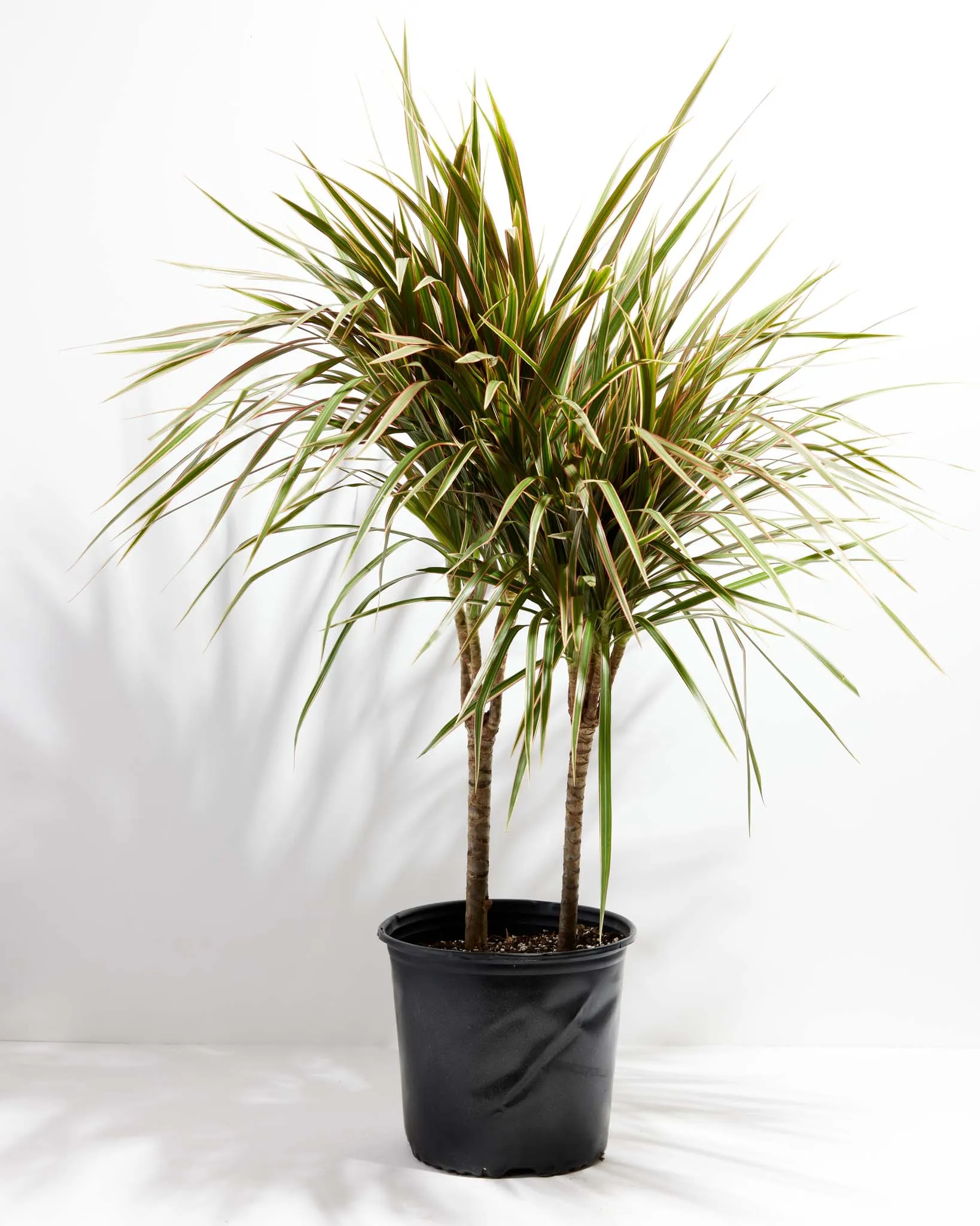 Bicolor Cane Dragon Tree (Dracaena)