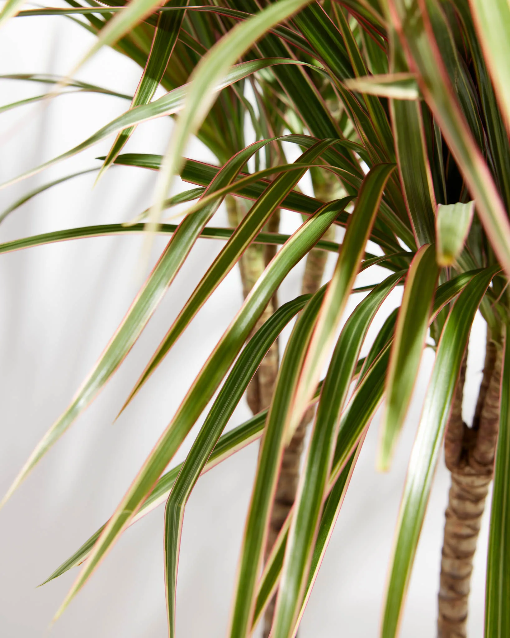 Bicolor Cane Dragon Tree (Dracaena)