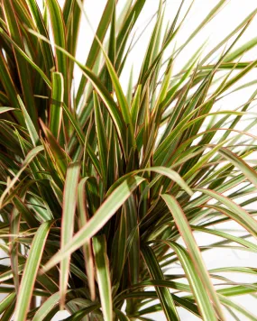 Bicolor Cane Dragon Tree (Dracaena)