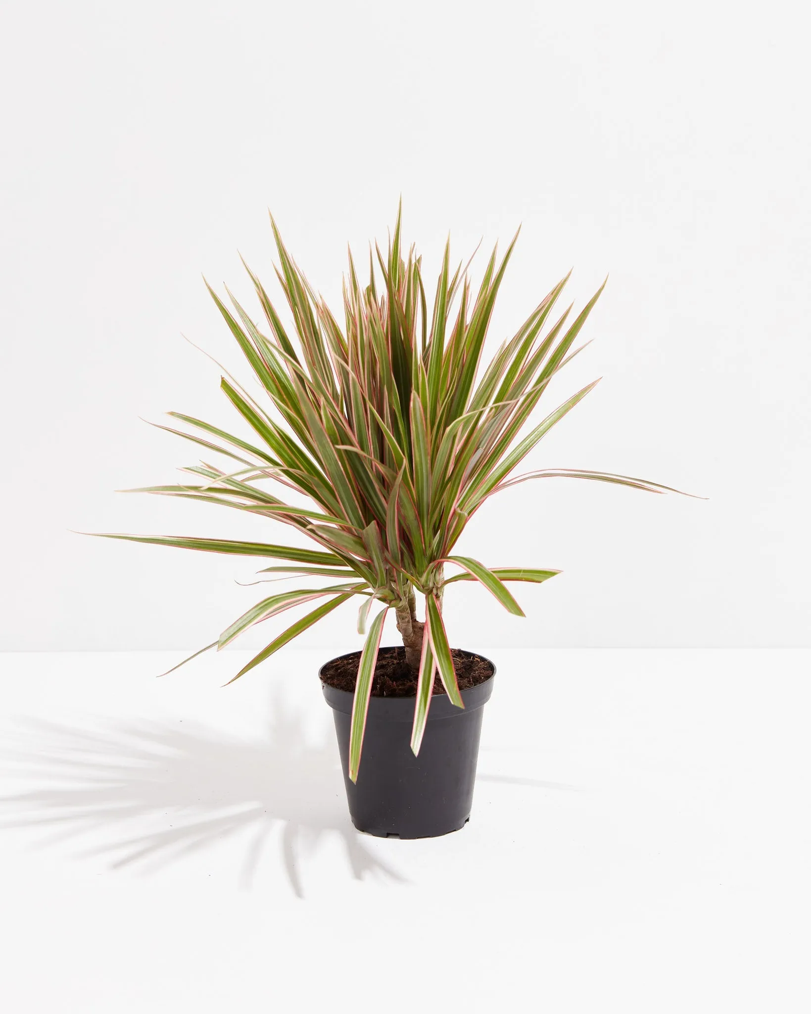 Bicolor Cane Dragon Tree (Dracaena)