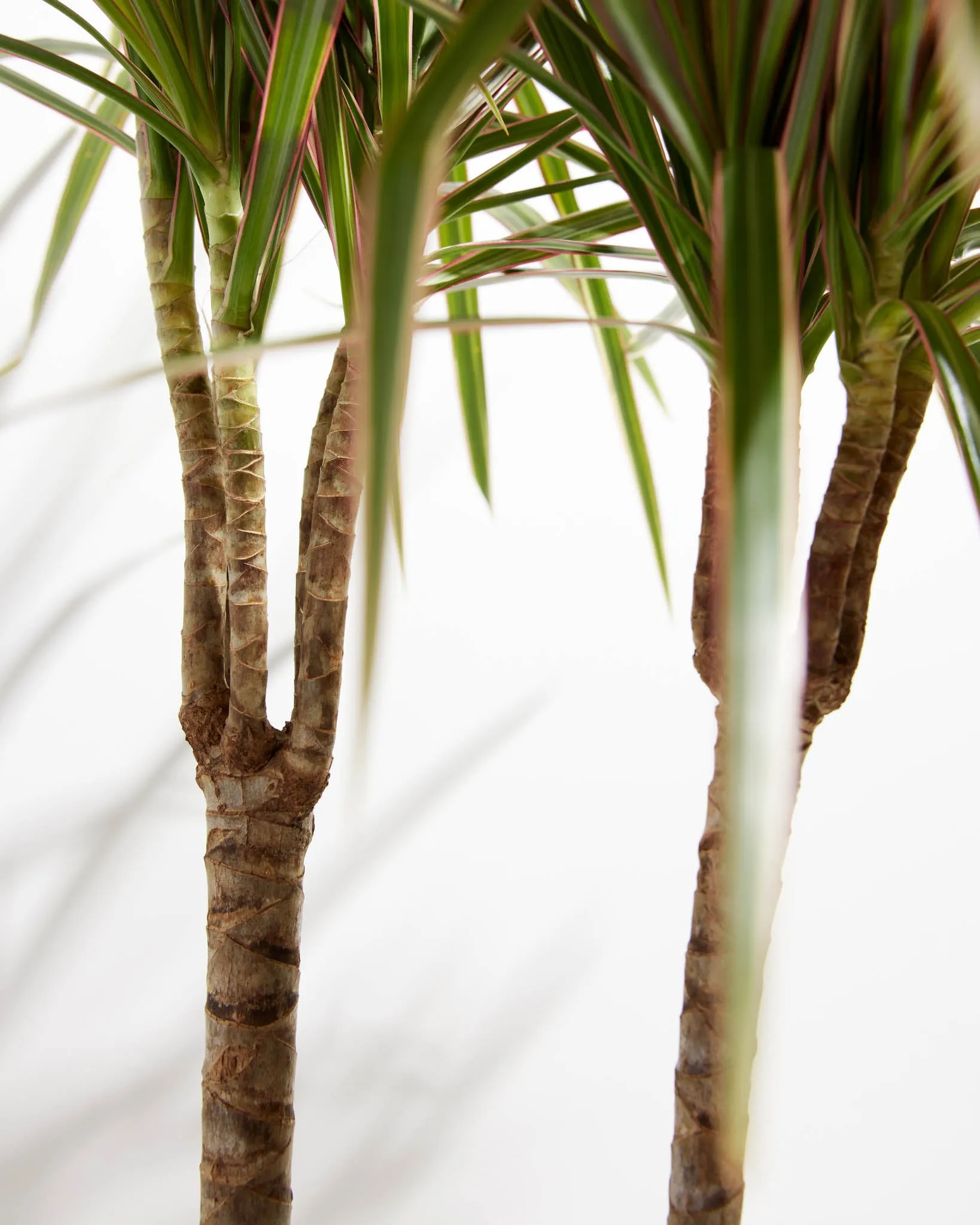 Bicolor Cane Dragon Tree (Dracaena)