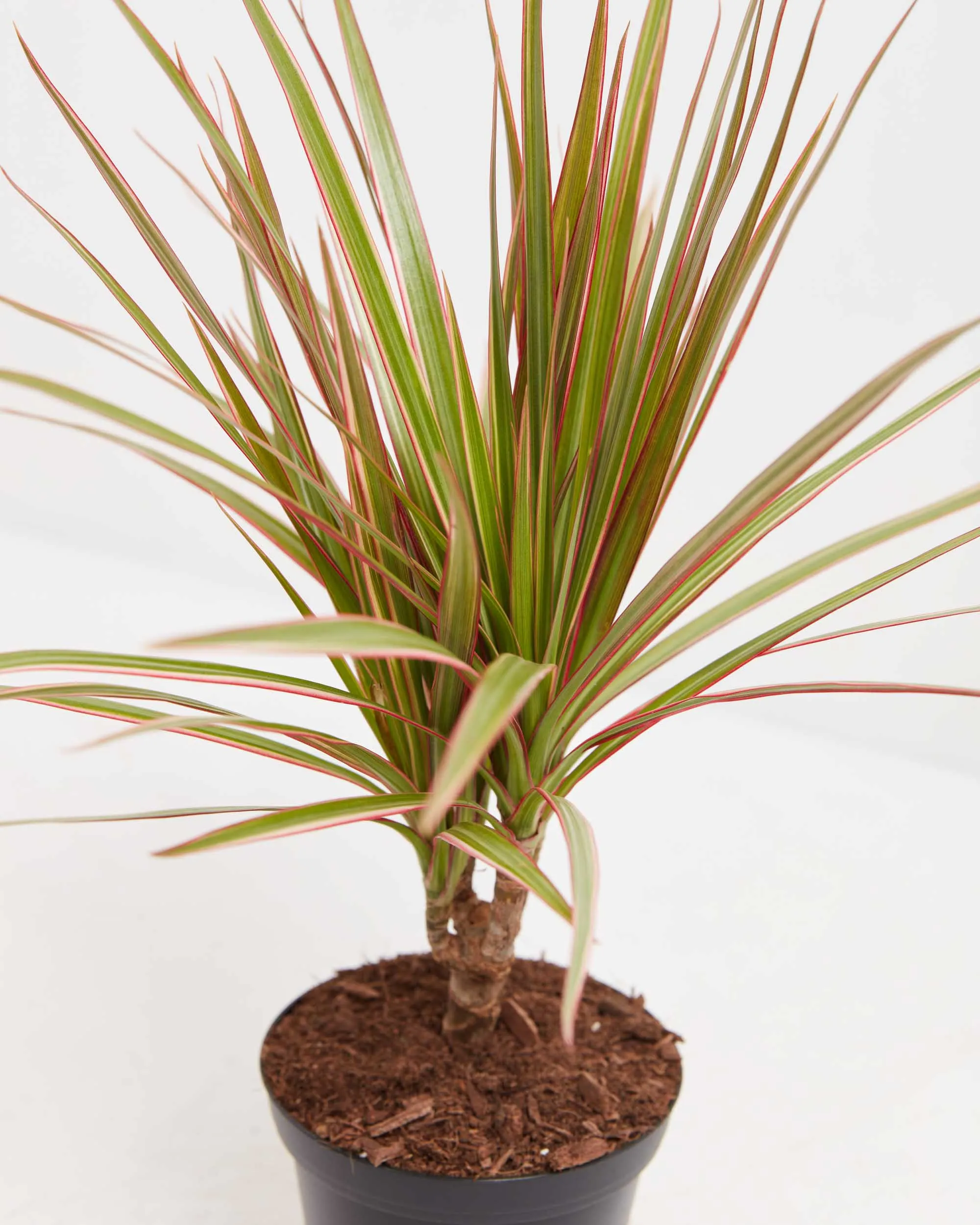 Bicolor Cane Dragon Tree (Dracaena)