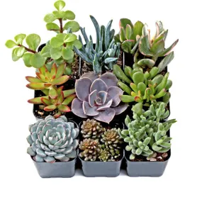 'Classic Rock Garden' Succulent Pack