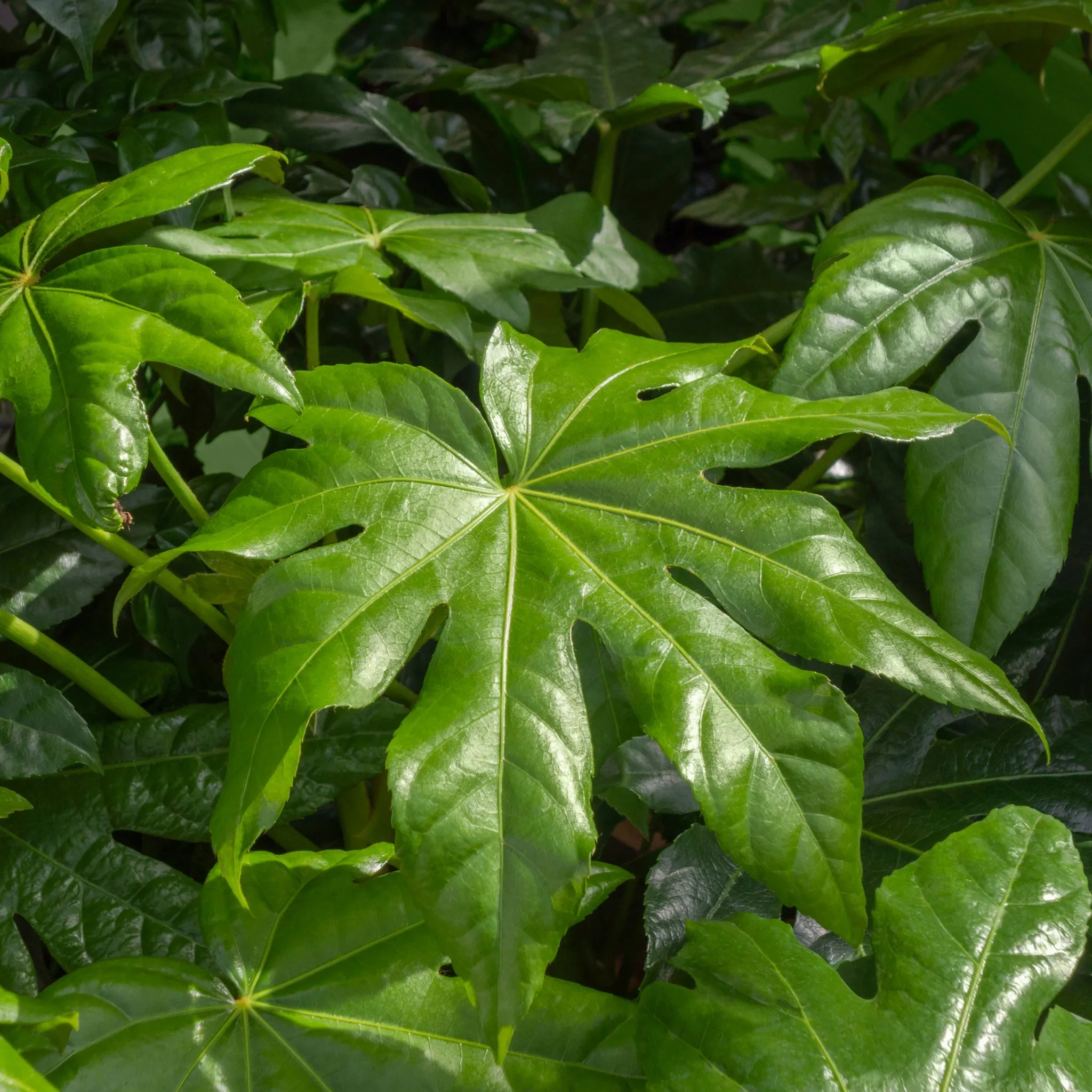 Fatsia japonica 9cm-5L