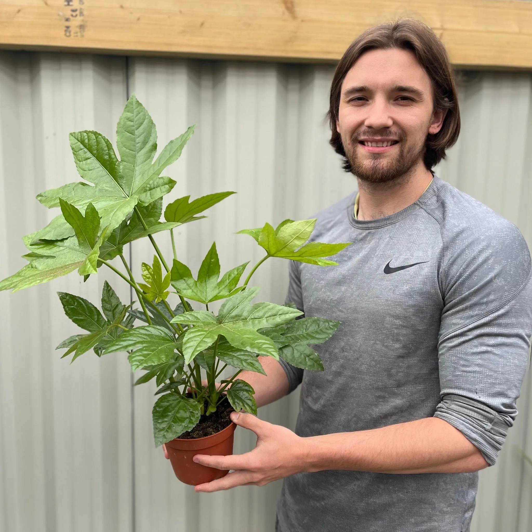 Fatsia japonica 9cm-5L