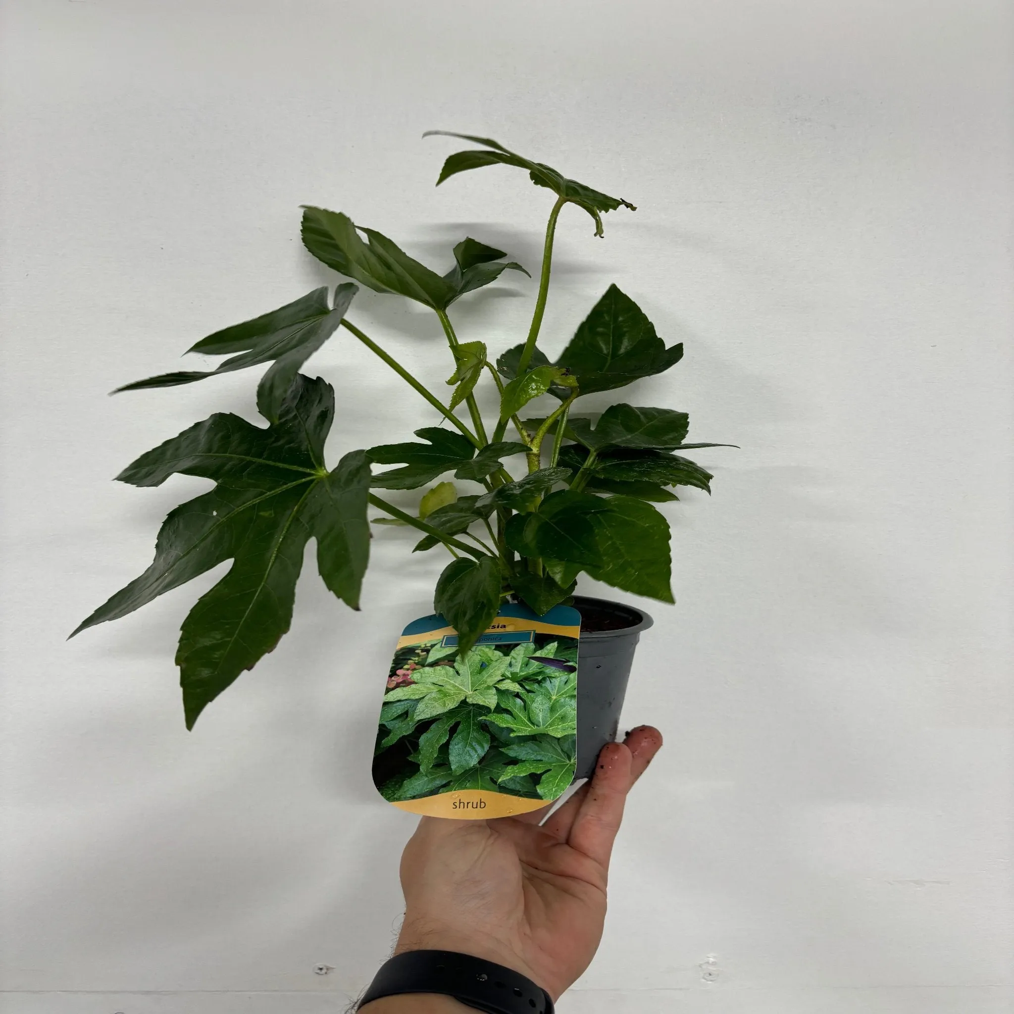 Fatsia japonica 9cm-5L