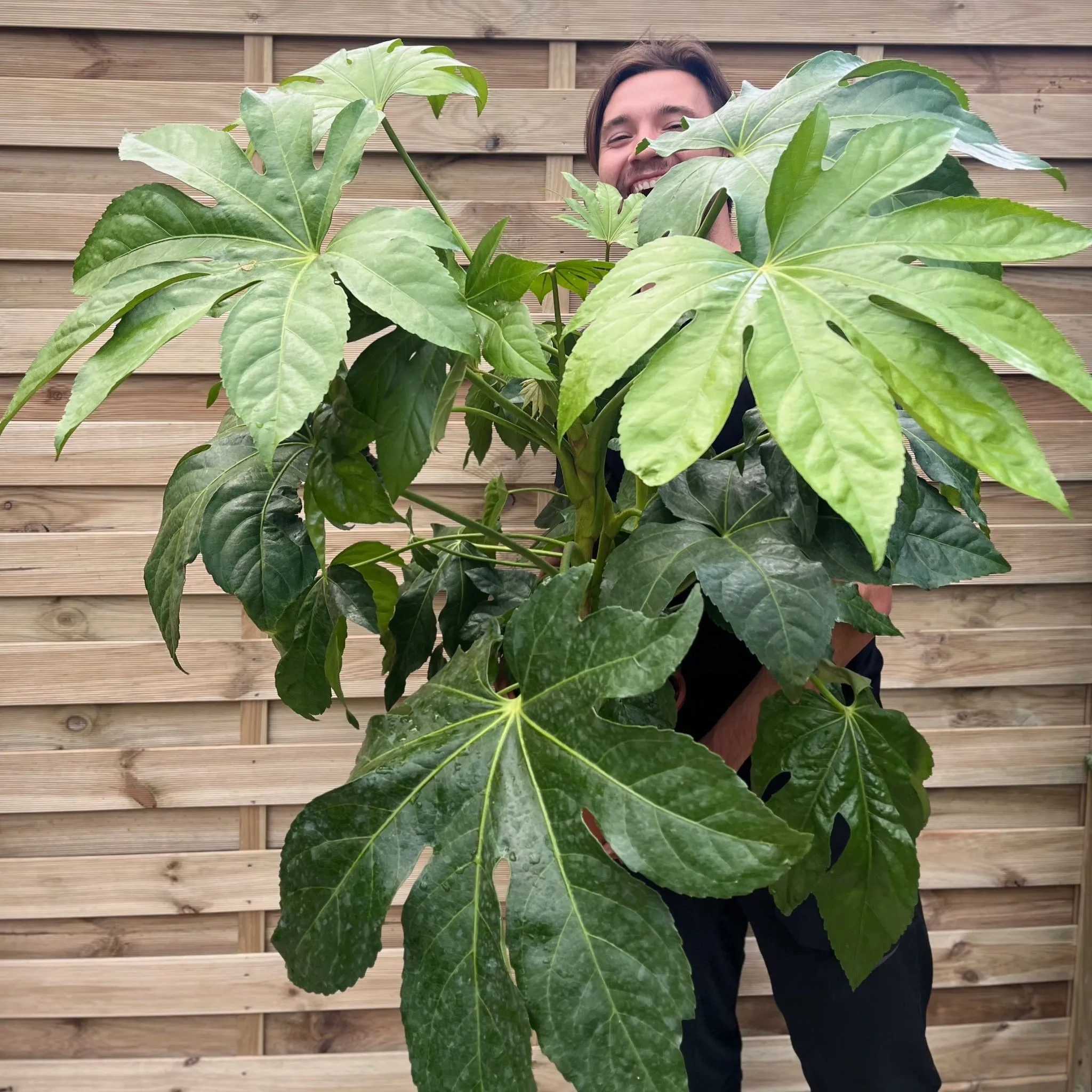 Fatsia japonica 9cm-5L