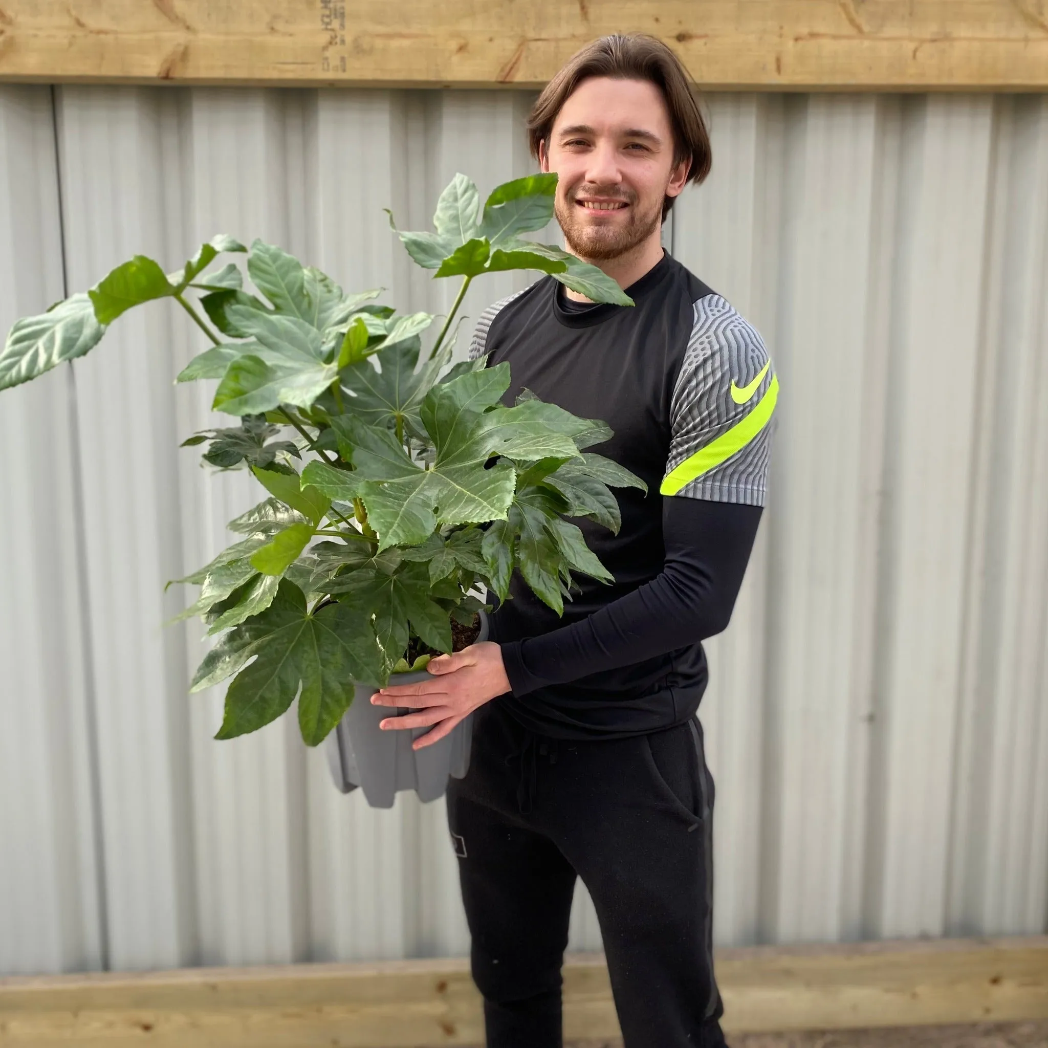 Fatsia japonica 9cm-5L