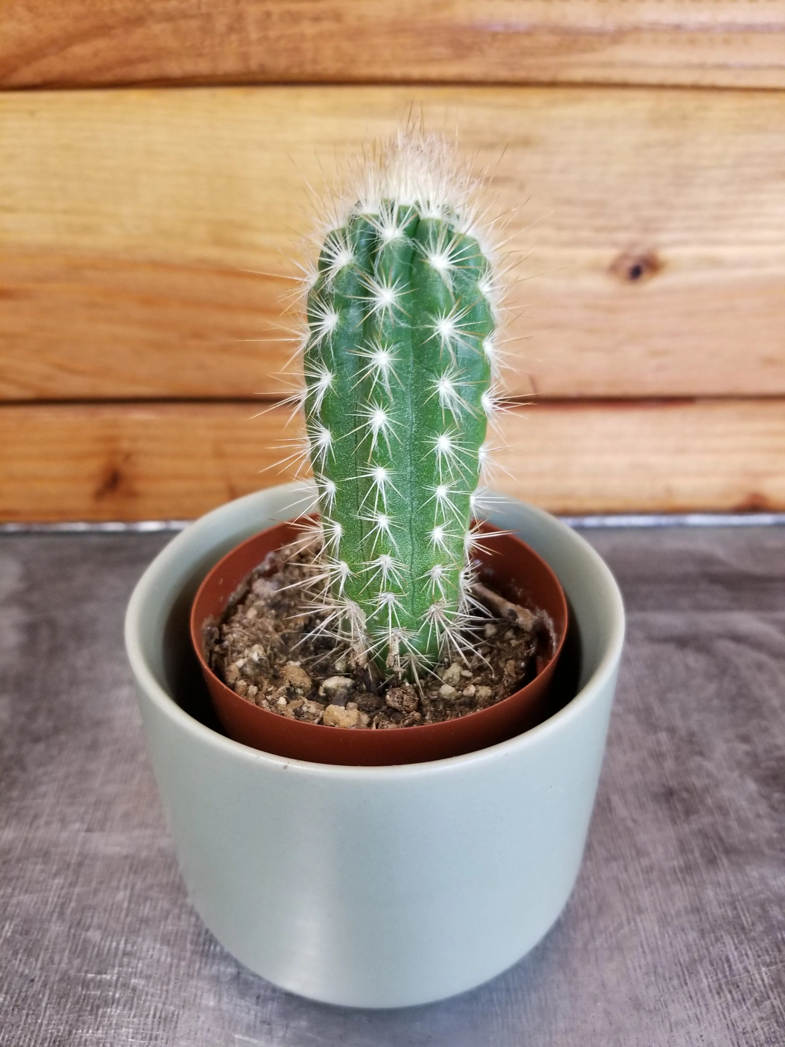 Pilosocereus Gounellei, 2" Plant