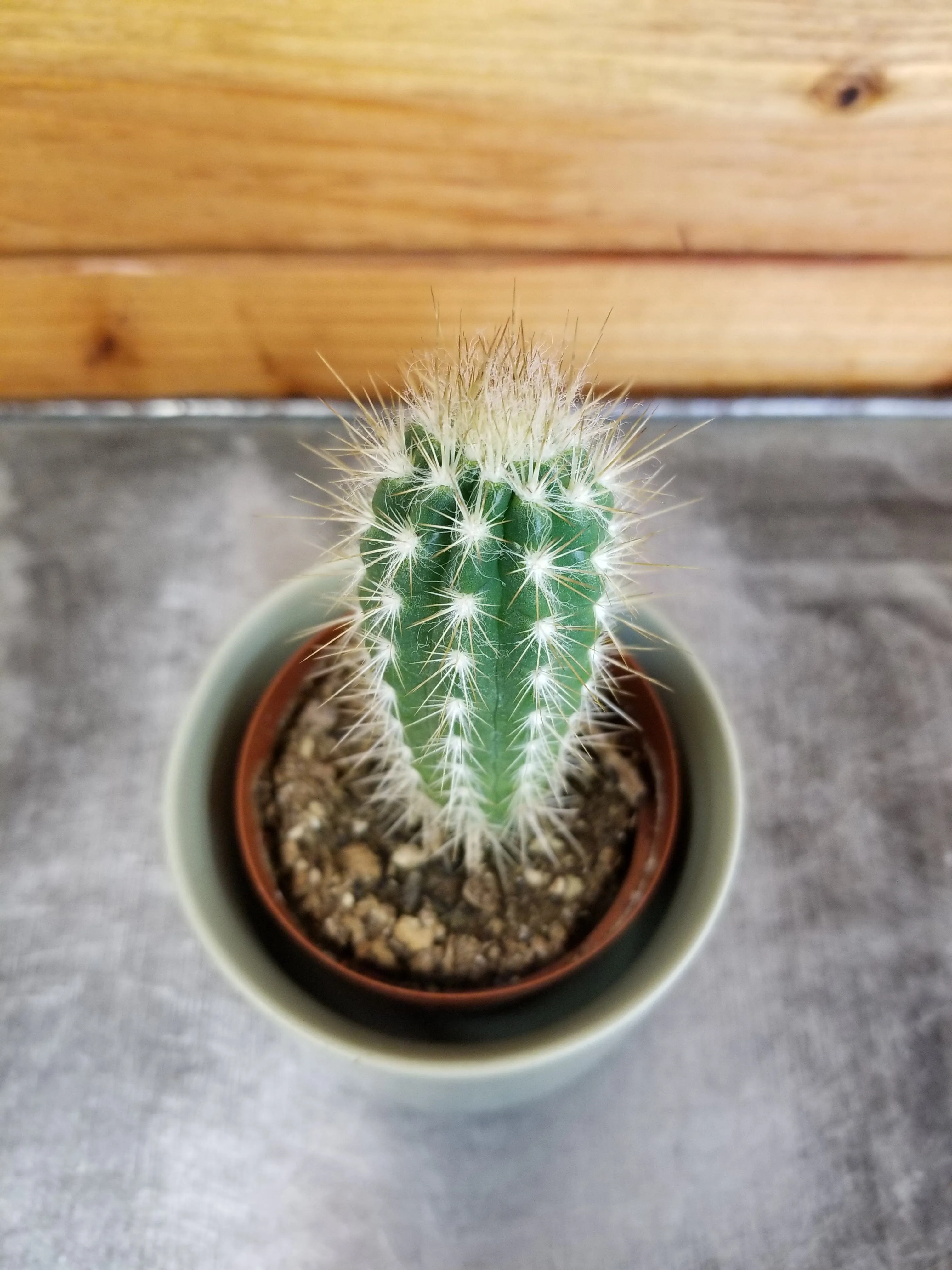 Pilosocereus Gounellei, 2" Plant