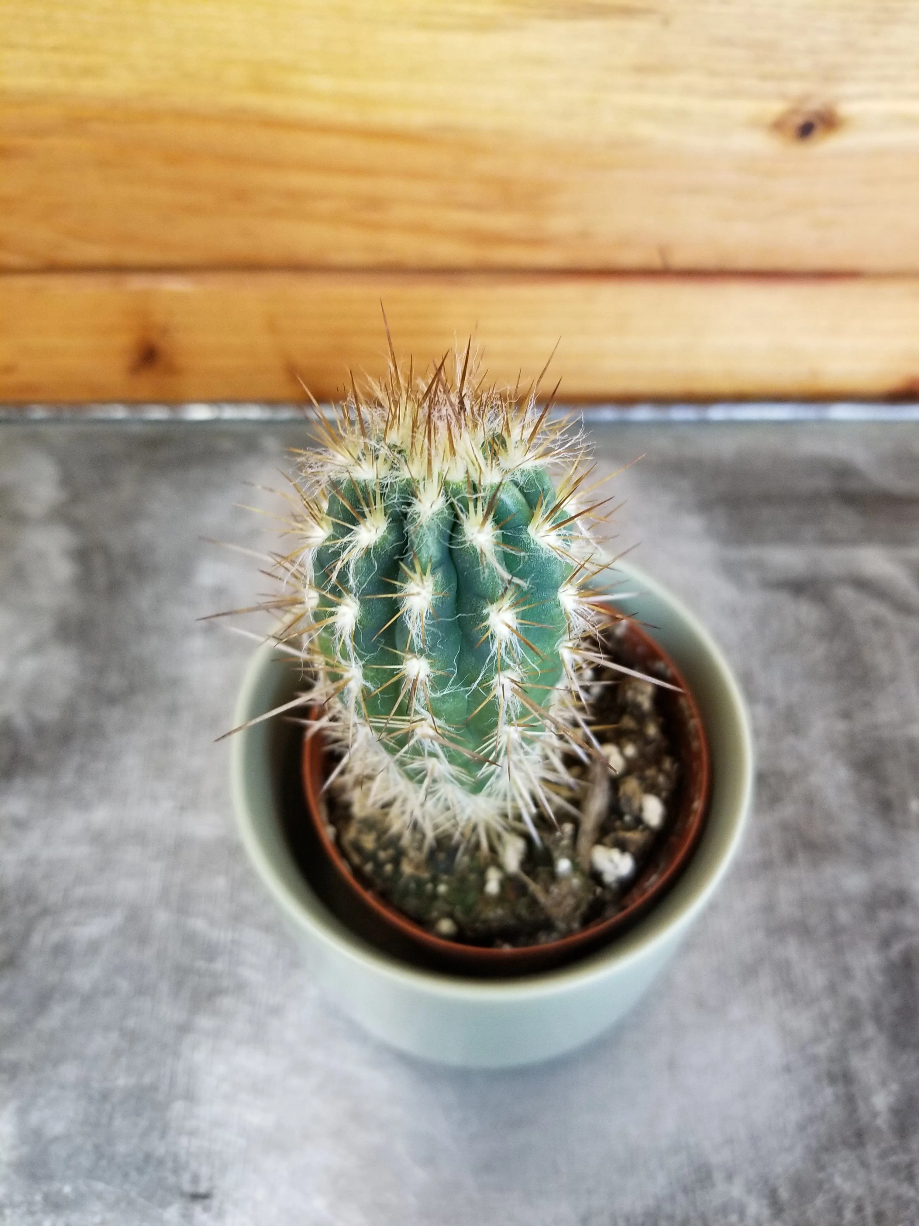 Pilosocereus Gounellei, 2" Plant