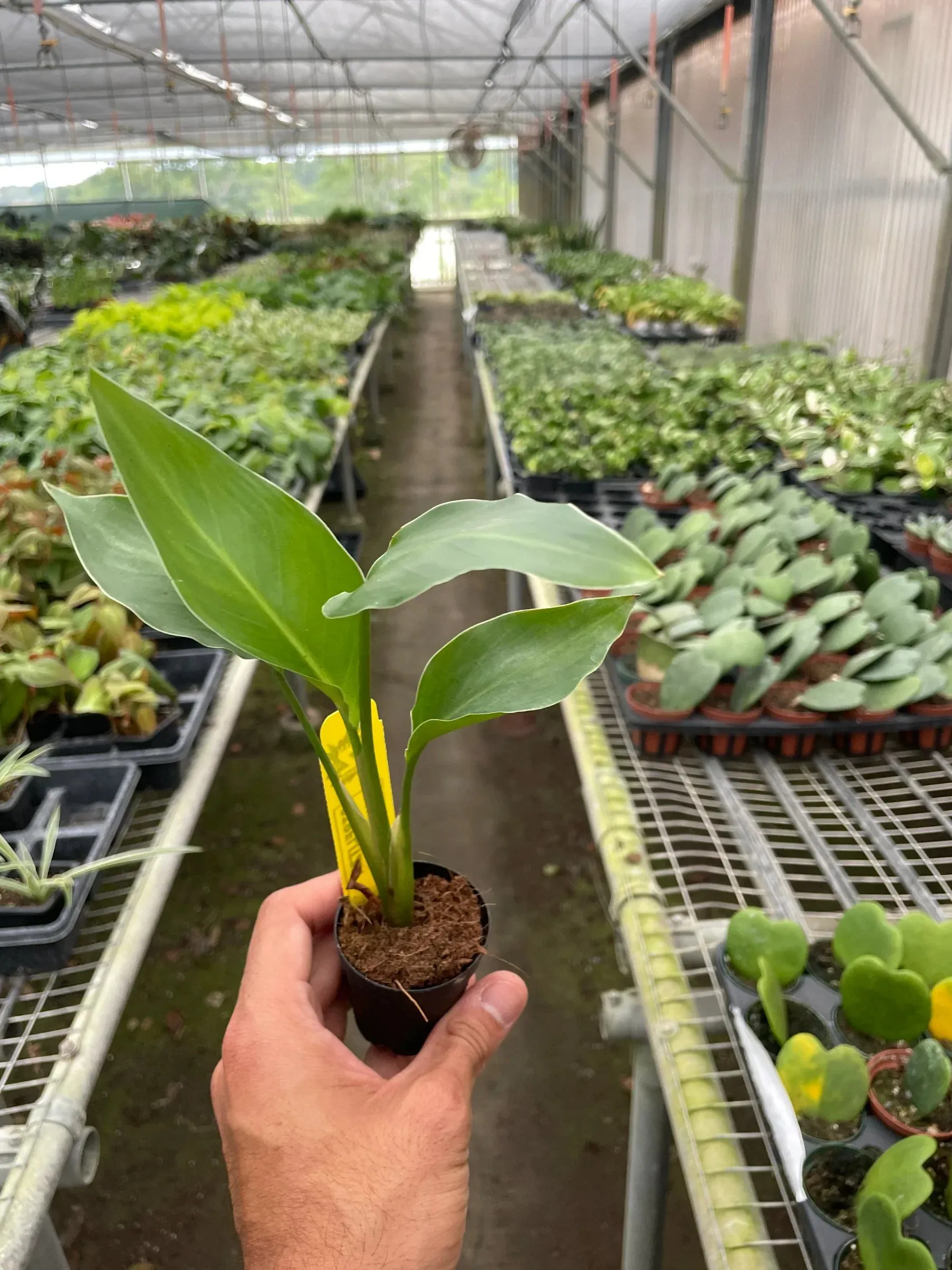 Strelitzia Nicolai 'White Bird of Paradise'